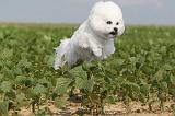 BICHON FRISE 201